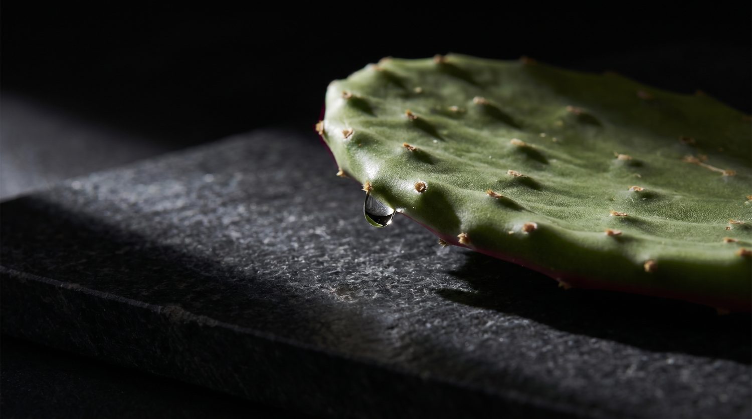 Nopal-Kaktus